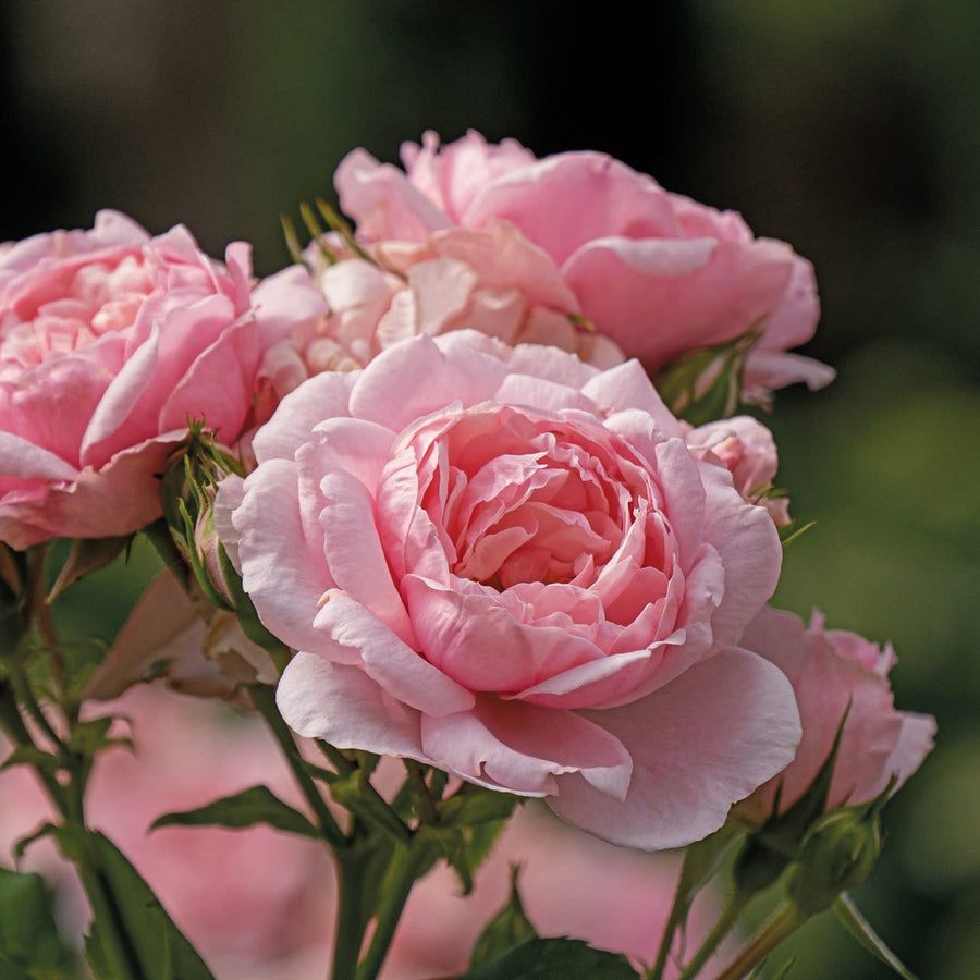 Pale Pink Roses (Banksiae Rosea) – Climbing