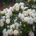 White Roses Tantau – Shrub