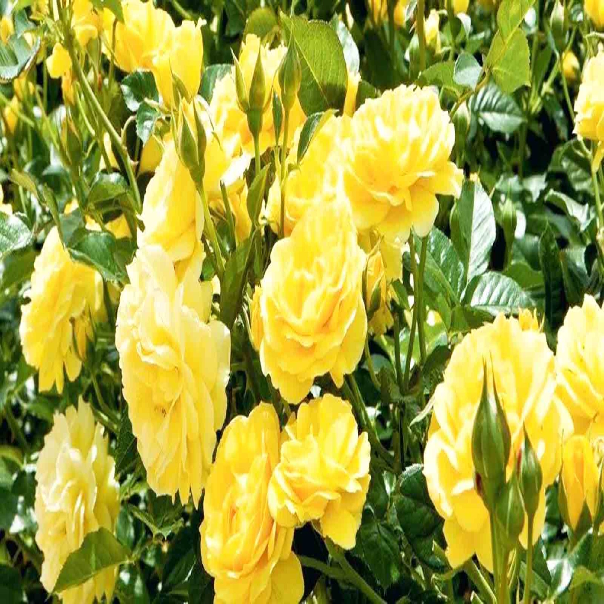 Yellow Roses / Rosa – Half Standard