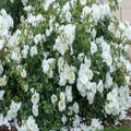 White Roses – Ground Cover