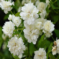 White Roses (Banksiae Alba Plena Rose) – Climbing