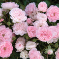 Pink Roses – Ground Cover