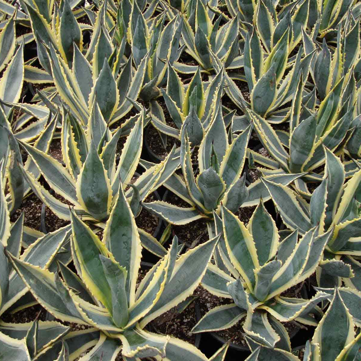 Agave Americana Variegata – Garden Plants Online