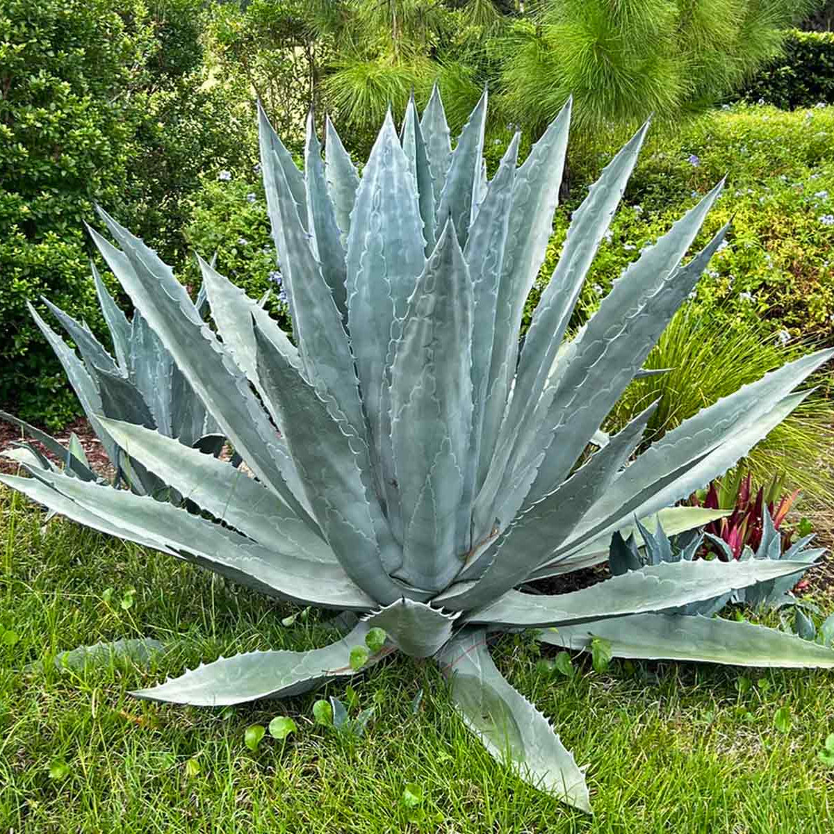 Agave Americana (Century Plant / Maguey / American Aloe)