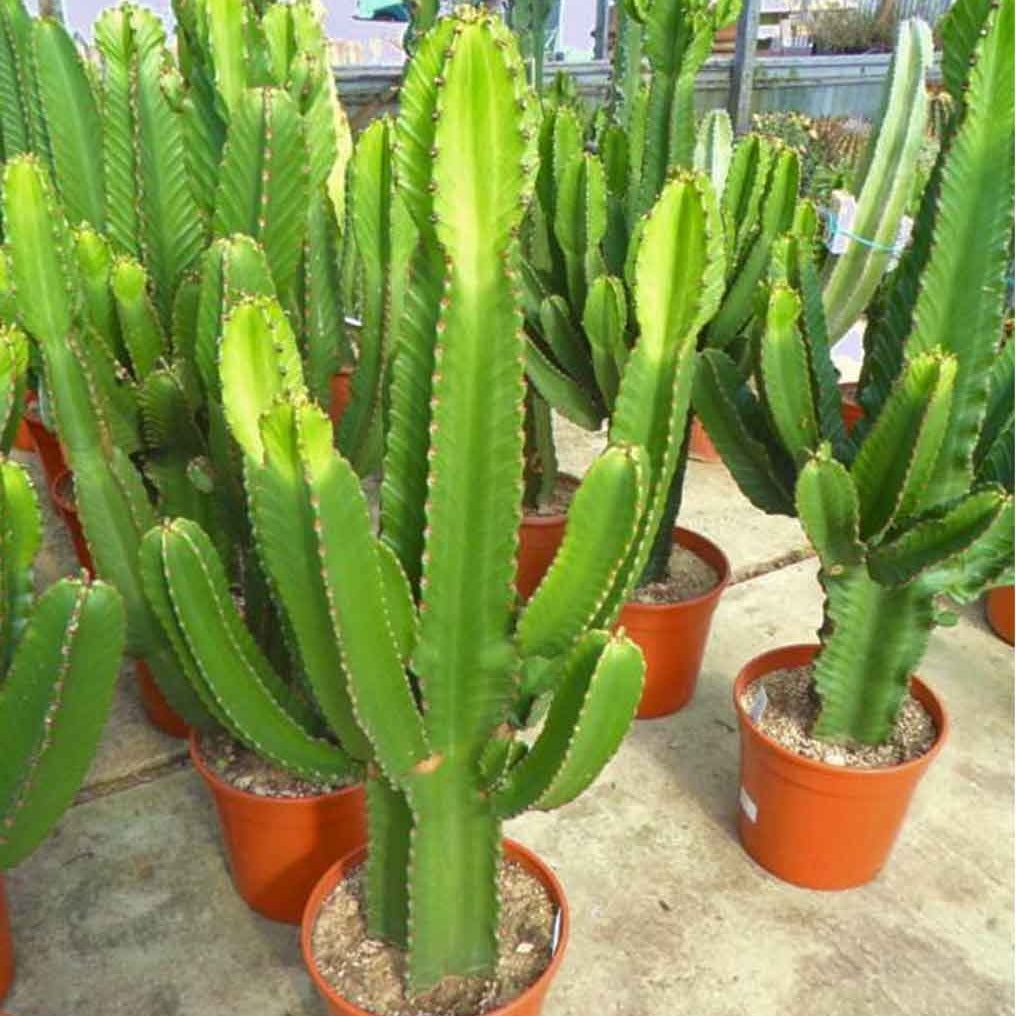 Euphorbia Abyssinica (Desert Candle)