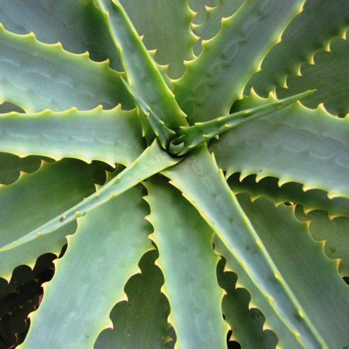 outdoor aloe vera plants uk Aloe Vera – Garden Plants Online