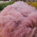 Muhlenbergia Capillaris (Pink Muhly Grass)