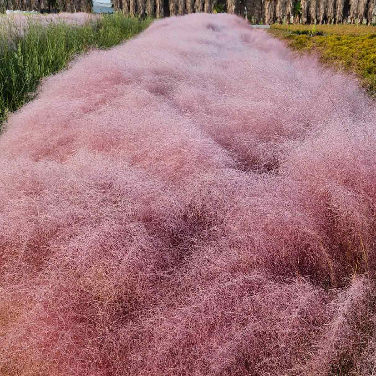 Muhlenbergia Capillaris (Pink Muhly Grass)