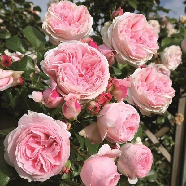 Pink Roses Tantau – Shrub
