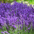 Lavender (Lavandula Angustifolia)