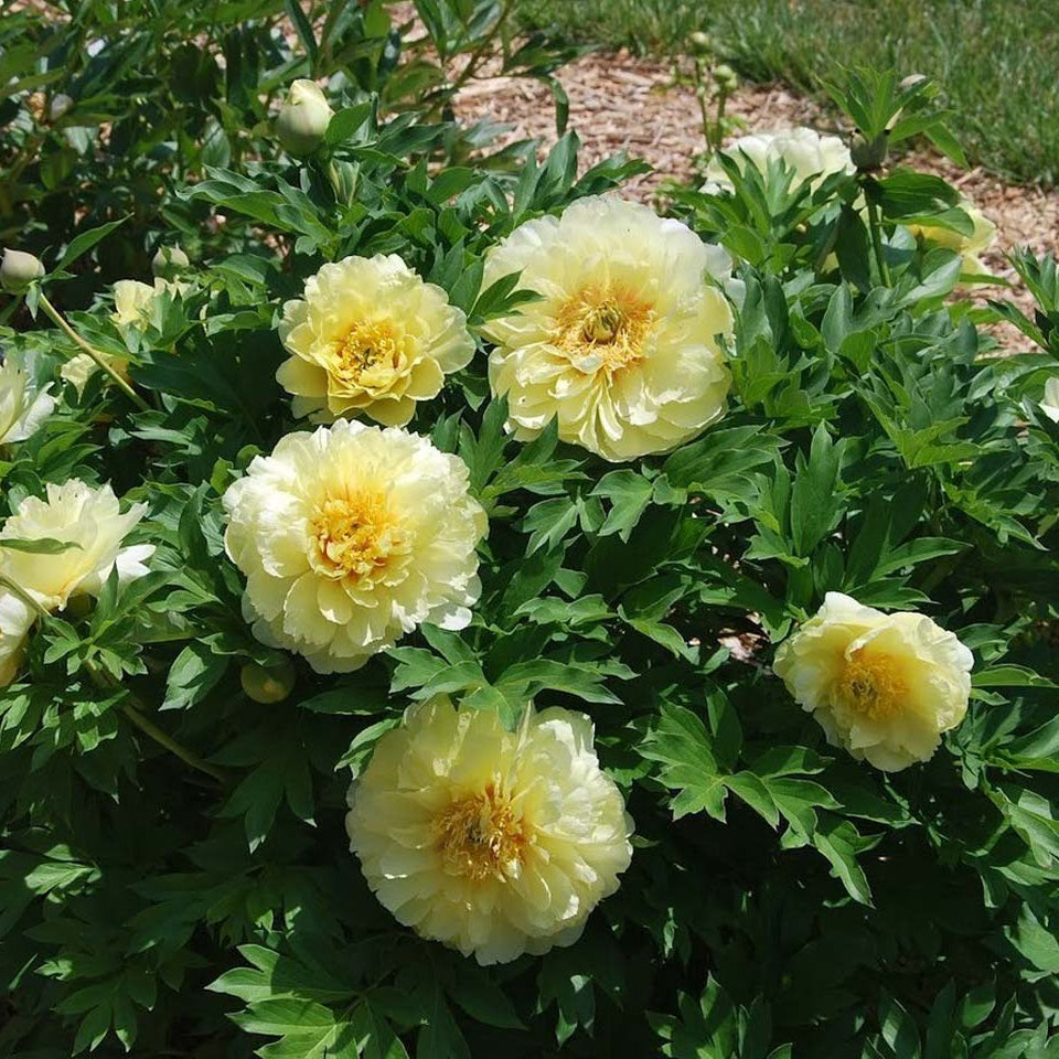 Peony (Paeonia Itoh) Bartzella