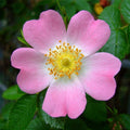 Pink Roses (Canina Rose) – Shrub