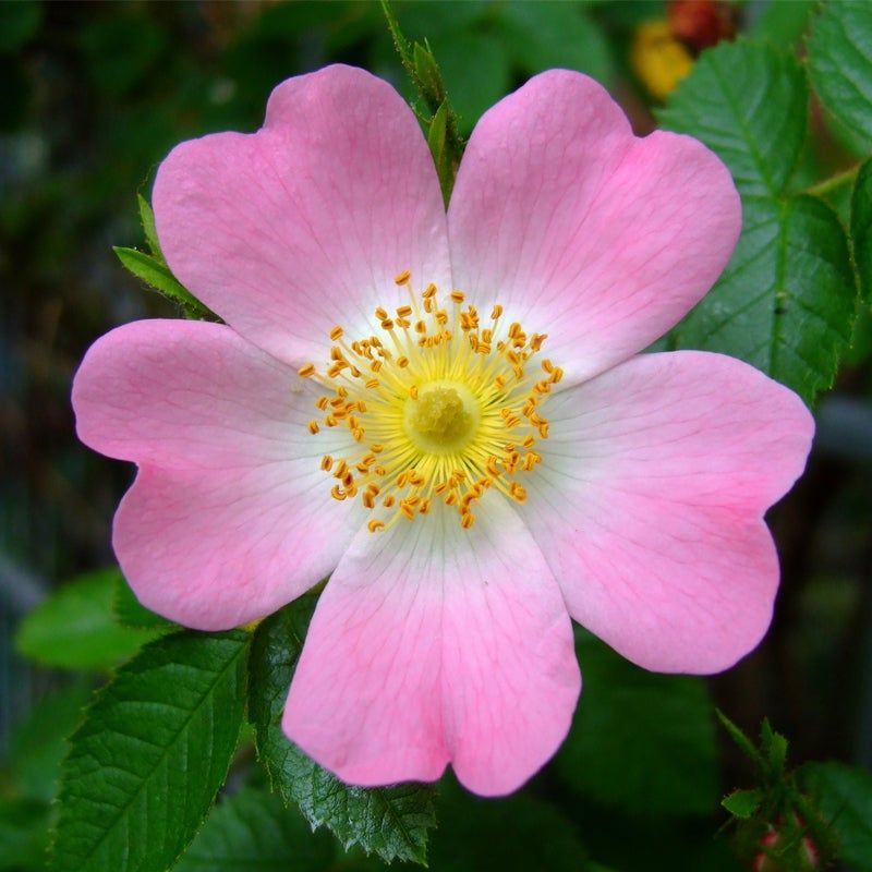 Pink Roses (Canina Rose) – Shrub