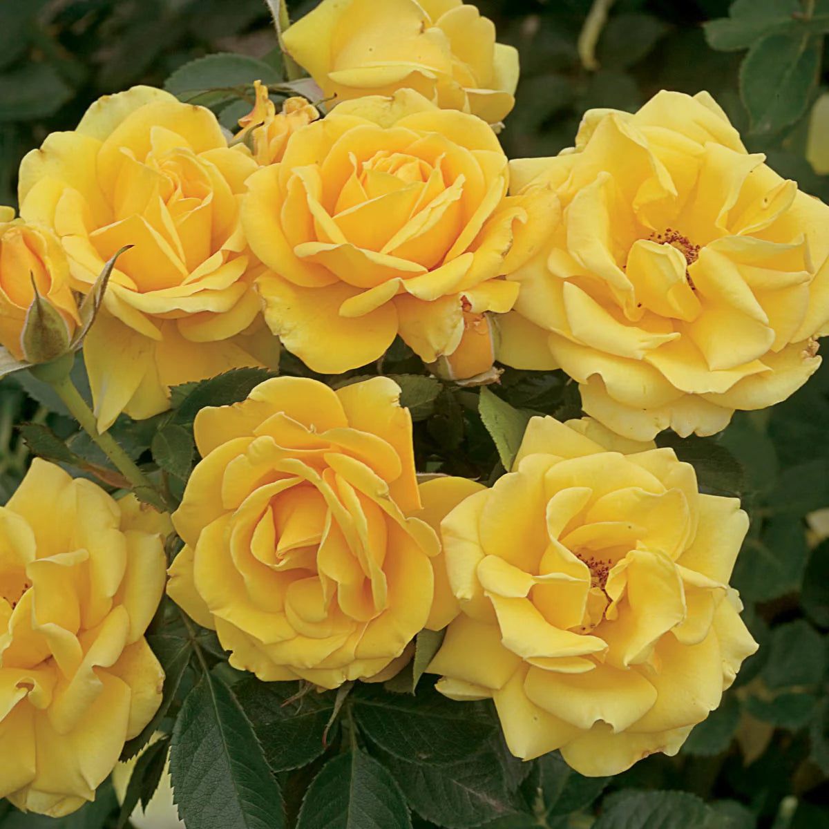 Yellow Roses – Shrub