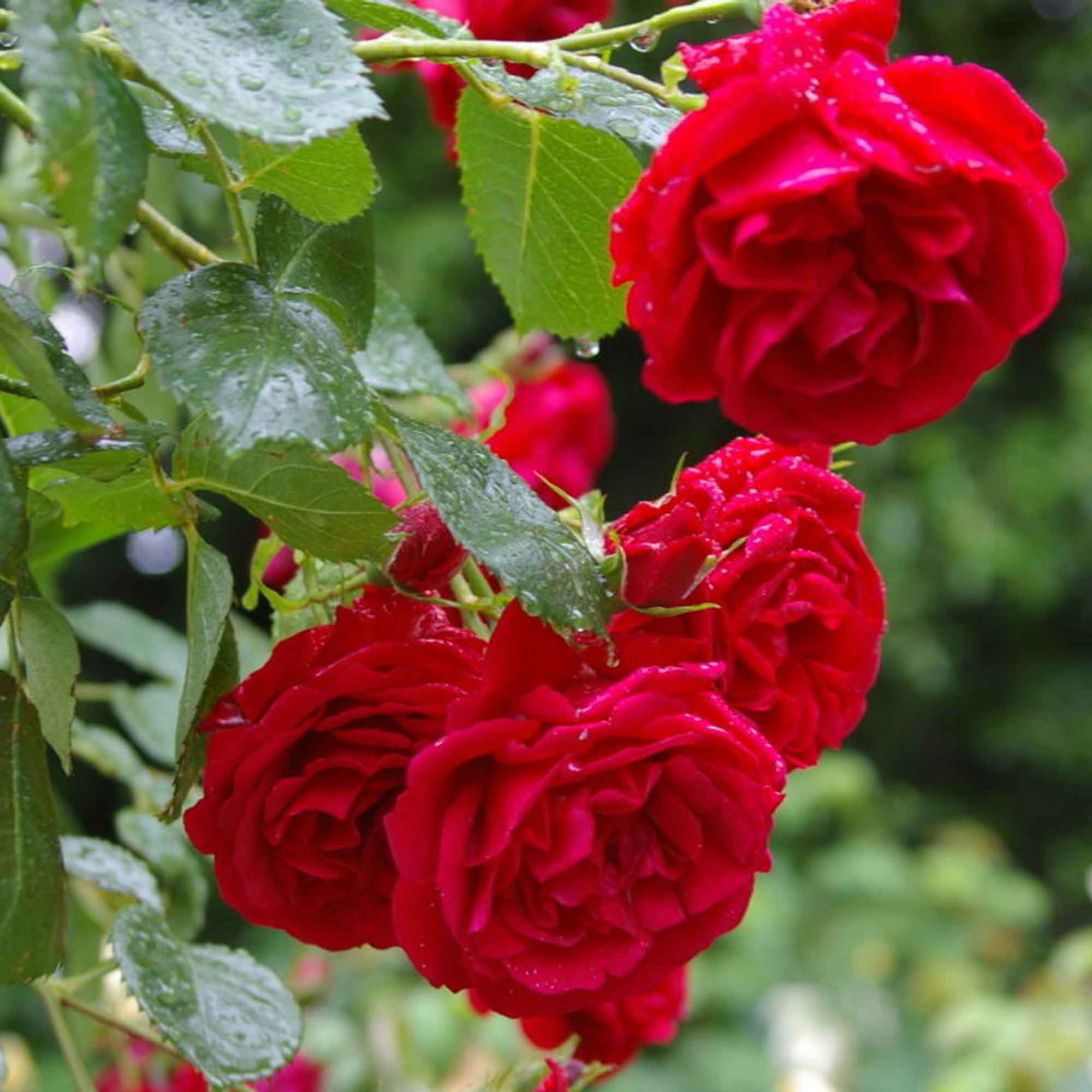 Red Roses Tantau – Shrub