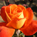 Orange Roses – Half Standard