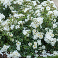 White Roses – Ground Cover