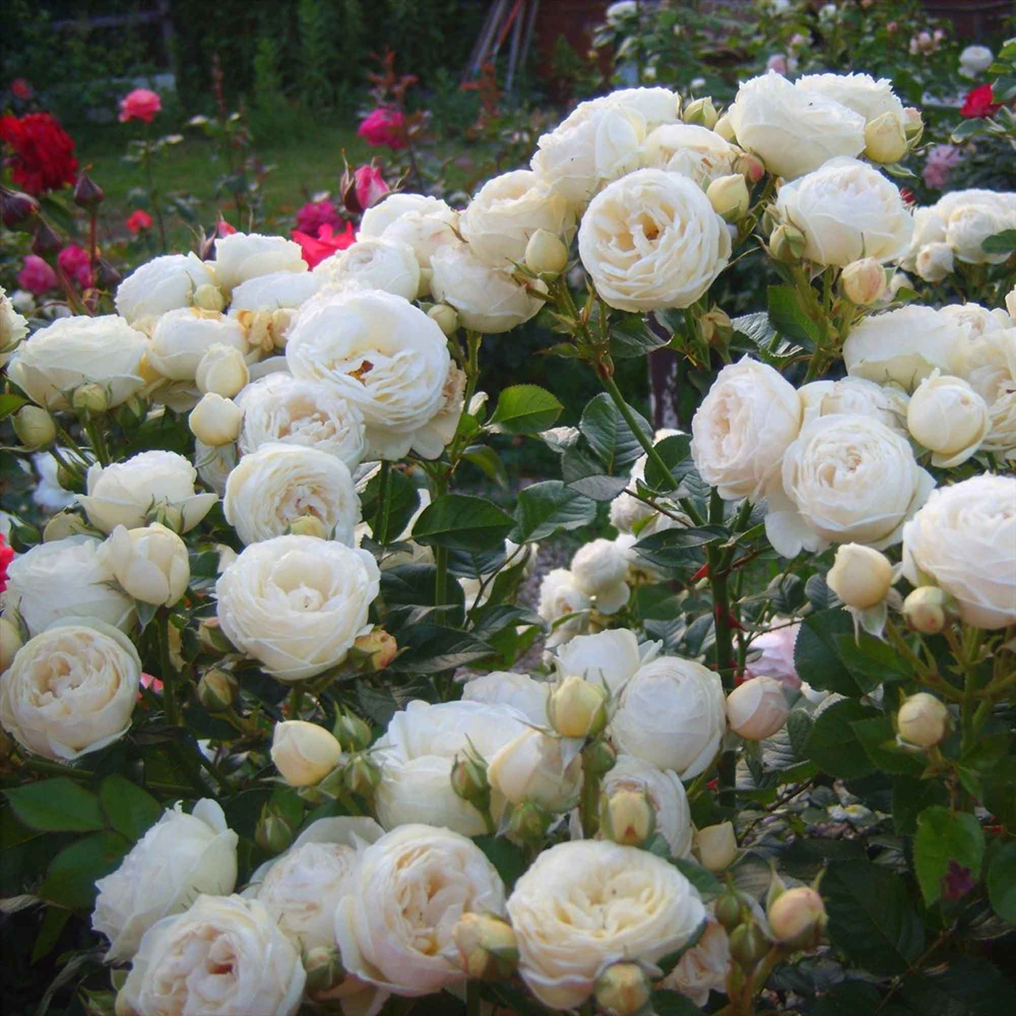 White Roses Tantau – Shrub