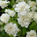 White Roses (Banksiae Alba Plena Rose) – Climbing