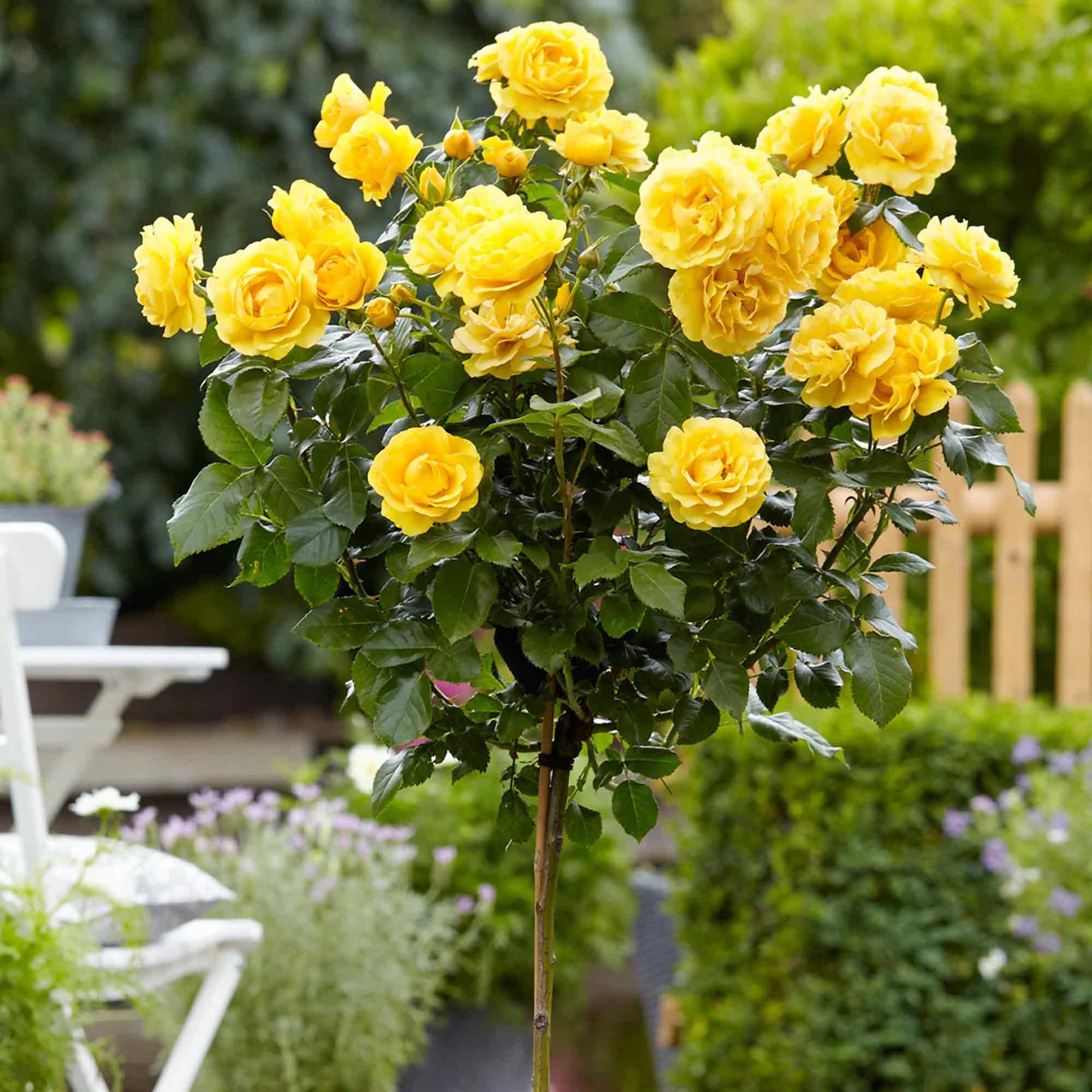 Yellow Roses / Rosa – Half Standard