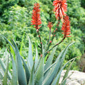 Aloe Arborescens (Krantz Aloe)