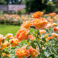Orange Roses - Shrub